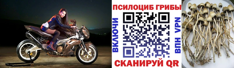 Галлюциногенные грибы прущие грибы  Чита 